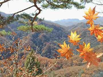 怎么用代碼定位手機(jī)號(hào)碼（怎么用代碼定位手機(jī)號(hào)碼呢）